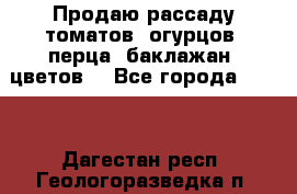 Продаю рассаду томатов, огурцов, перца, баклажан, цветов  - Все города  »    . Дагестан респ.,Геологоразведка п.